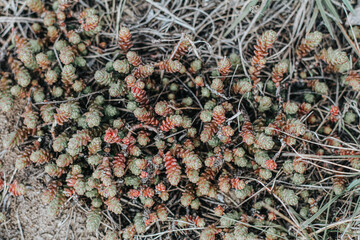 Pink moss or mini decorative grass, top view