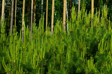 young green spruce shoots against the background of a pine forest on a bright sunny summer day. middle ural. Russia
