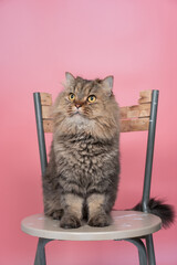 A brown Persian cat sitting in a chair looking up with gray background