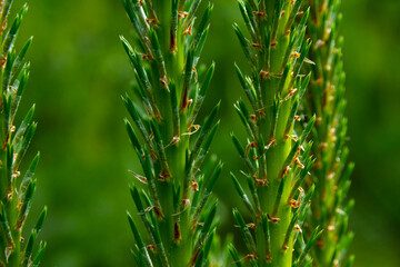 young green bright shoots of spruce with sharp needles close-up on a green background on a bright sunny summer day. middle ural. Russia