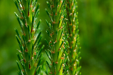 young green bright shoots of spruce with sharp needles close-up on a green background on a bright sunny summer day. middle ural. Russia
