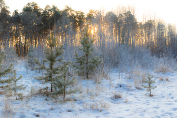 scenery. young green spruce trees covered with fluffy snow in a cold winter forest against the backdrop of pine trees and the setting sun. middle ural. Russia