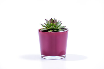 Sempervivum tectorum, commonly known as Common Houseleek in a purple flower pot on white background, Selective Focus