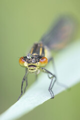 Erythromma najas, known as the Red-eyed damselfly