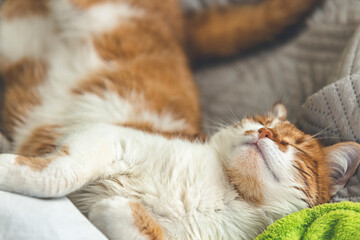 Red-and-white kitty is peaceful slumbering at the new green plaid. Cozy home concept. Close up