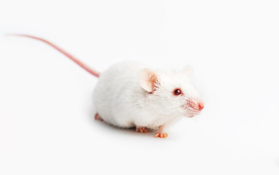 Little white mouse walking on isolated background