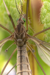 Macro di una zanzara