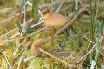 Galerina hybrida, a bog galerina from Finland with no common english name