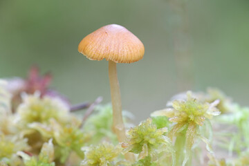 Galerina hybrida, a bog galerina from Finland with no common english name