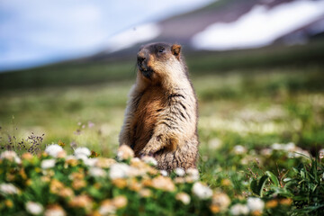 Portrait of a marmot sitting in a field
