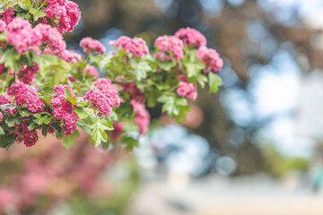 Panoramic view to spring background art with Beautiful pink hawthorn blossom at the beautiful bokeh. Beautiful spring background. Copy space