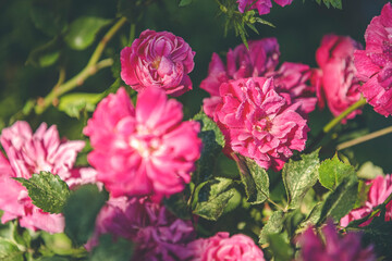 Beautiful many pink roses with water drops in autumn garden with amazing evening sunny light. Shallow depth of the field