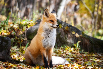 Naklejka na ściany i meble The fox is sitting in the autumn forest