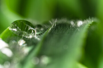 Macro di gocce d'acqua su foglie