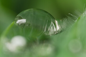 Macro di gocce d'acqua su foglie