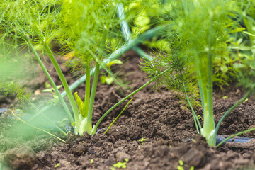 Fennel Bulb in garden bed. Annual fennel, Foeniculum vulgare azoricum. Florence or bulbing fennel. Gardening background, close up