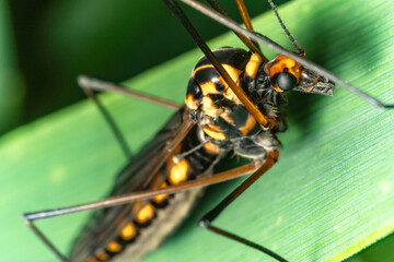Macro di una zanzare su di un filo d'erba
