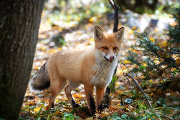Young fox licks its lips while looking at food