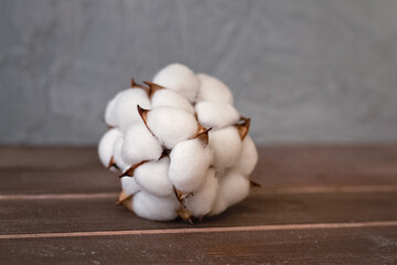 bouquet of cotton bolls on brown and gray background