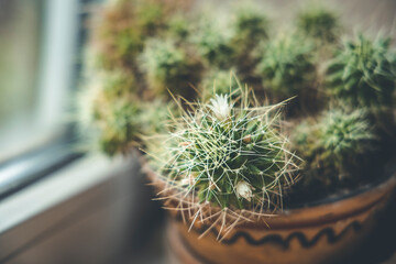 Cactus Mammillaria with little white flowers on the windowsill. Close up, shallow depth of the field