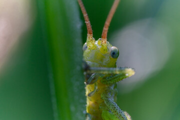 Macro di una cavalletta verde su di un filo d'erba