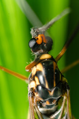 Macro di una zanzara