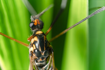 Macro di una zanzara