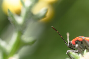 Macro di una cimice rosso nera su di una piccola foglia