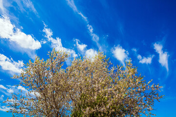 Fototapeta na wymiar White clouds over blooming land