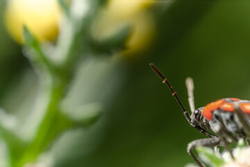 Macro di una cimice rosso nera su di una piccola foglia