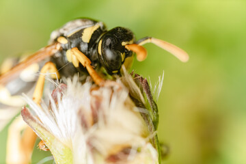 Macro di una vespa