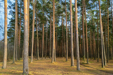 Beautiful pine forest on a clear spring day.