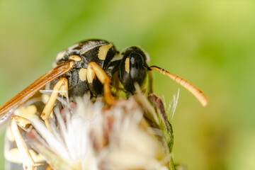 Macro di una vespa