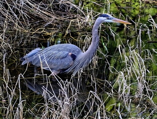 Great blue heron looking for a meal in the weeds.