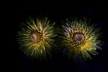 Dandelion, Taraxacum officinale, photographed in ultraviolet light (365 nm)