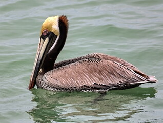 Left side full body of Brown pelican floating in the Gulf of Mexico