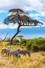 Fototapeta na wymiar Herd of zebras graze in the savannah.