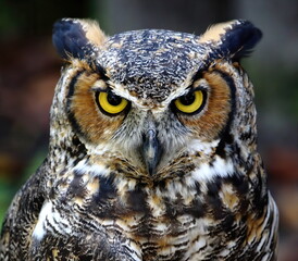 Eastern screech owl close up head shot. Megascops asio.