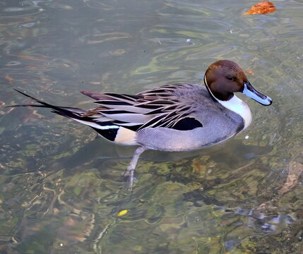 Male Northern pintail duck shot from above. Anas acuta