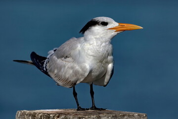 Close up portrait of Royal tern resting. Thalasseus maximus.