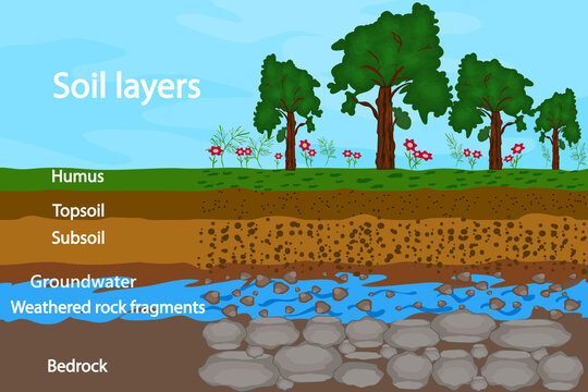 Soil layers. Diagram for layer of soil. Soil layer scheme with grass, earth texture, groundwater and stones. Cross section of humus or organic and underground soil layers beneath. Vector illustration