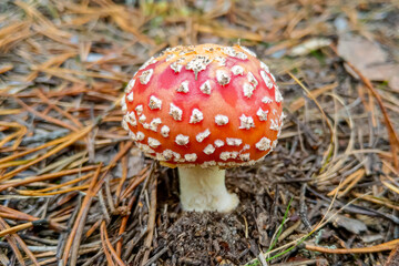 Nice view of a small young amanita in the forest.