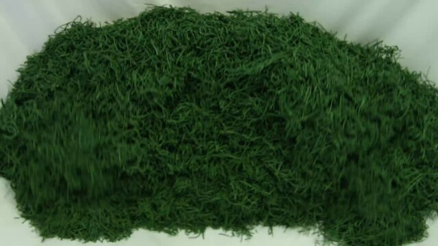 Spirulina, algae, 4K, slow motion