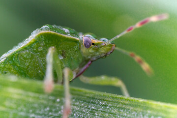 Macro di una cimice in mezza all'erba