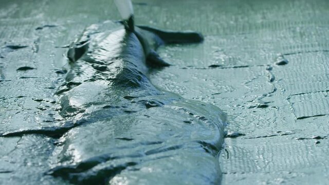Spirulina, algae, 4K, slow motion