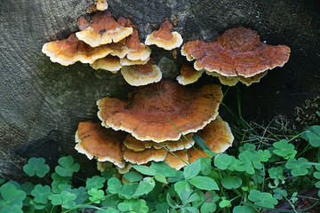 Pycnoporellus fulgens, an orange bracket fungus growing on birch in Finland, no common english name