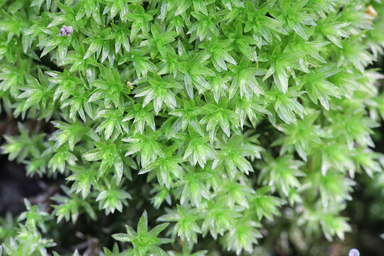 Mnium hornum, known as Swan's-neck Thyme-moss