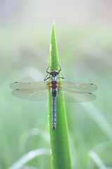 Cordulia aenea, known as the downy emerald, a dragonfly from Finland