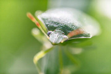 Macro di una cimice in mezza all'erba