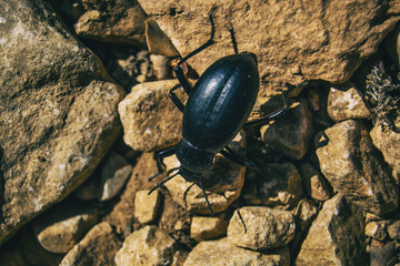 a black beetle on the ground of a field